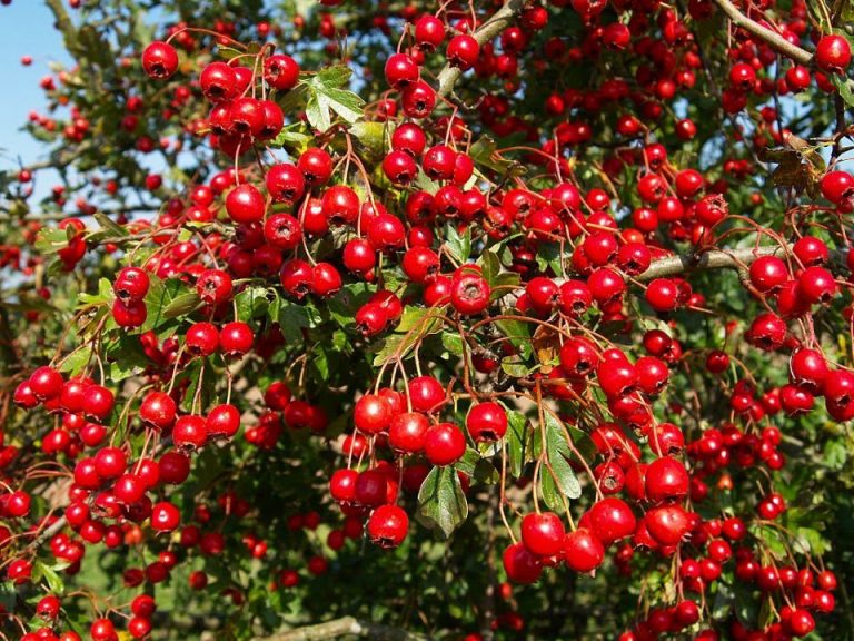 علاج الزهايمر جابر القحطاني