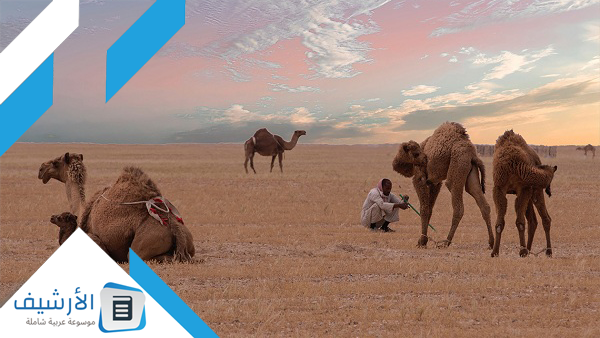 العجمي من وين بالتحديد؟ وما هو نسب قبيلة العجمي؟ 1 العجمي من وين بالتحديد
