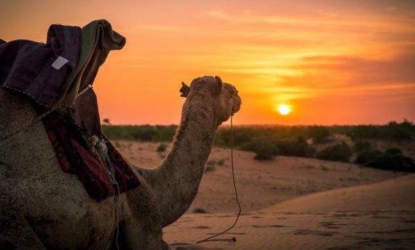 الشعلان وش يرجعون؟ وما هو أصل عائلة الشعلان من وين؟