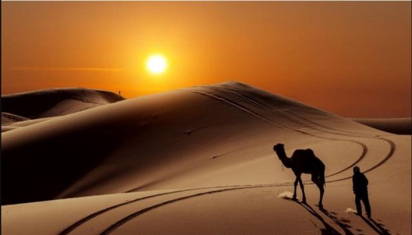 الخمعلي وش يرجعون؟ وما هي فروع شجرة الخمعلي؟ 1 الخمعلي وش يرجعون؟ وما هي فروع شجرة الخمعلي؟
