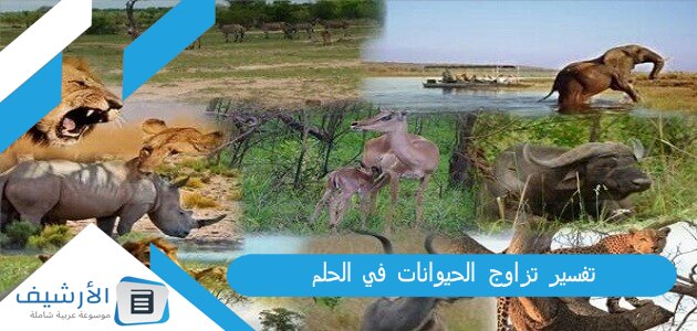 تفسير تزاوج الحيوانات في الحلم