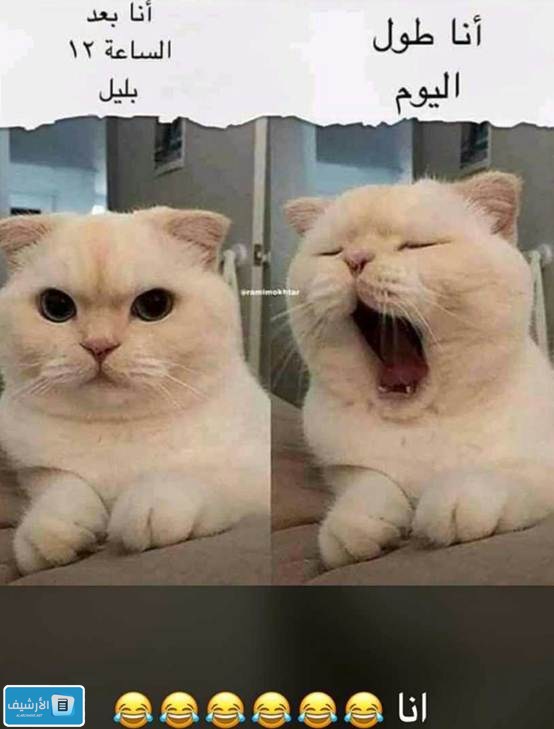 بوستات مضحكة للقطط بالصور