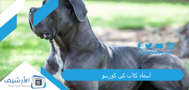 أسماء كلاب كين كورسو