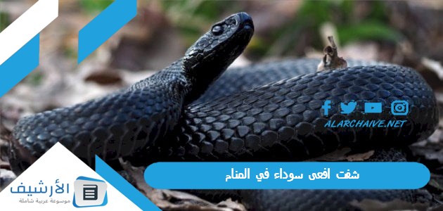 شفت افعى سوداء في المنام.. ما هو تفسير هذا الحلم؟ 1 شفت افعى سوداء في المنام