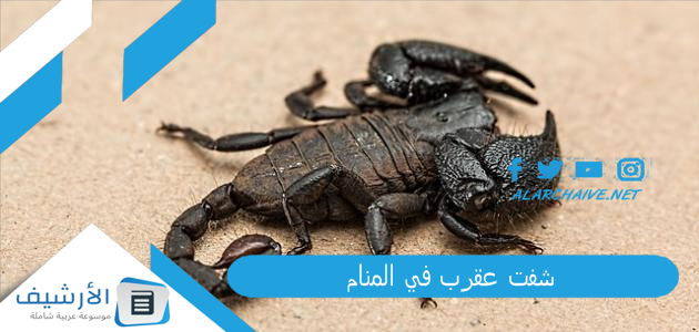 شفت عقرب في المنام