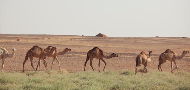 أسياد التكيف مع البيئة | حيوانات البيئة الصحراوية وأبرز المعلومات عنها