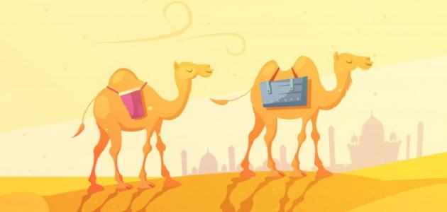 من هو اول الصحابة الذي ولد في الاسلام