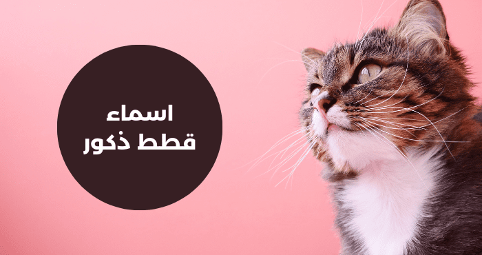 أجمل +200 اسماء قطط ذكور تركية جميلة بالمعاني 2025 1 اسماء قطط ذكور