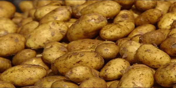 تفسير رؤية البطاطس النية في المنام 1 تفسير رؤية البطاطس النية في المنام