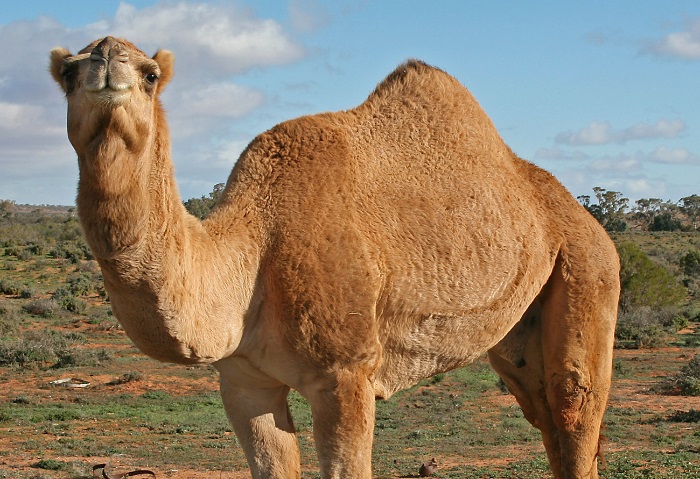 تفسير رؤية الجمل في المنام