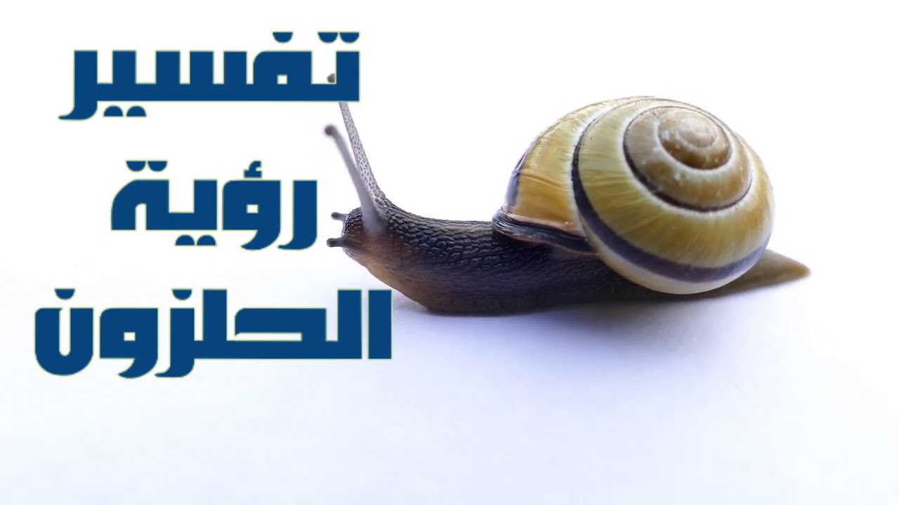 تفسير رؤية الحلزون في المنام 1 تفسير رؤية الحلزون