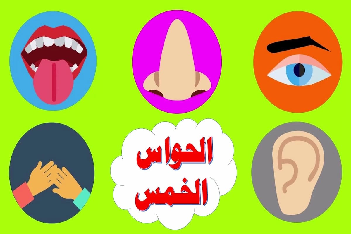 الحواس الخمس للأطفال بالصور 1 الحواس الخمس للأطفال