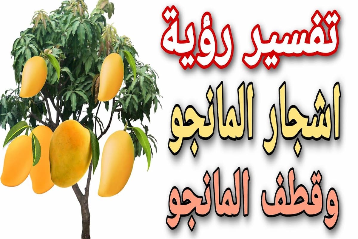 تفسير حلم شجرة المانجو في المنام للمتزوجة 1 تفسير حلم شجرة المانجو