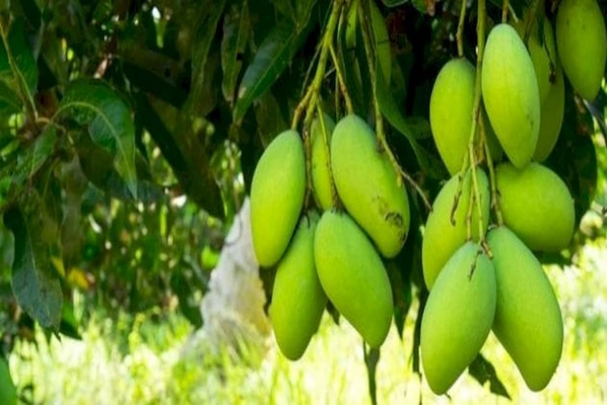 تفسير رؤية المانجو الخضراء في المنام للعزباء النابلسي 1 تفسير رؤية المانجو الخضراء