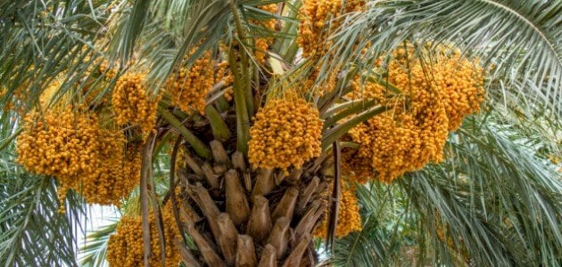تفسير رؤية النخل في المنام للعزباء ابن سيرين 1 تفسير رؤية النخل في المنام للعزباء