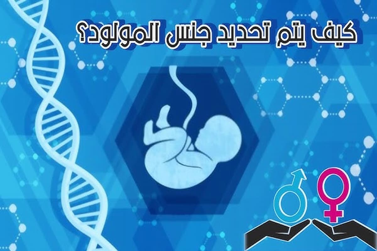 طرق تحديد نوع الجنين