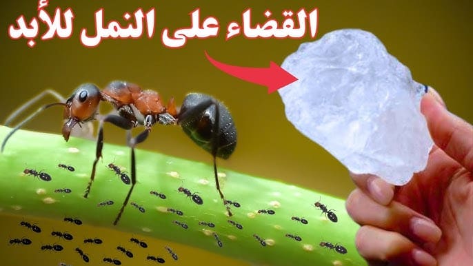 طريقة طرد النمل من المنزل نهائيا دون قتله