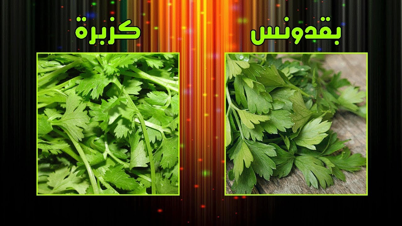 كيف افرق بين البقدونس والكزبرة بالصور وعلامات واضحة في كل نوع 1 كيف افرق بين البقدونس والكزبرة بالصور