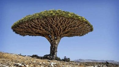 من هم أصحاب الأيكة