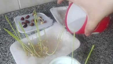 طريقة زراعة الفول في المنزل بالقطن