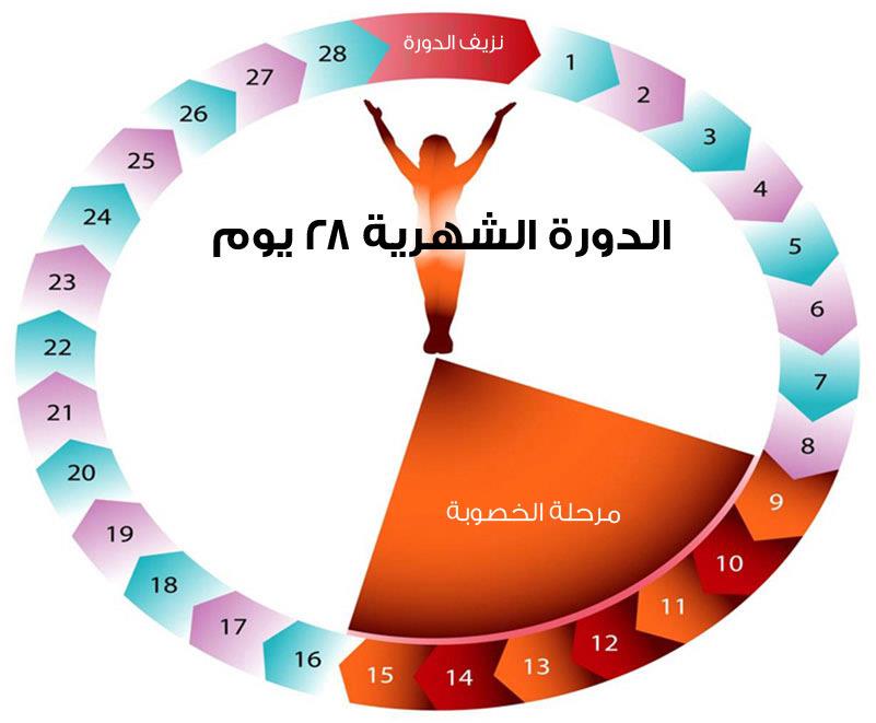 كيف اقدر احسب ايام التبويض؟! كيفية حساب أيام التبويض لحدوث الحمل 1 ايام التبويض