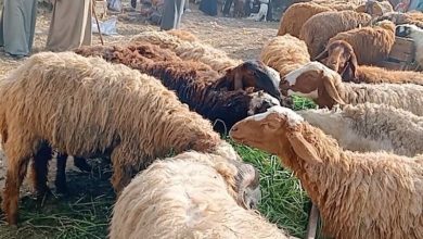 بيع الخرفان في السعودية