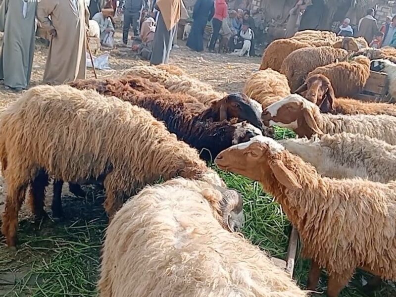 بكل أنواعها.. دليلك لأماكن بيع الخرفان في السعودية (جميع مناطق المملكة) 1 بيع الخرفان في السعودية