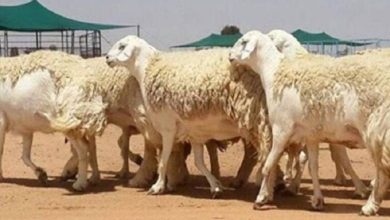شروط أهلية دعم المواشي1