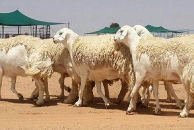 ما هي شروط اهلية دعم المواشي وكيف يتم الاستعلام عن نتائجها؟! 1 شروط أهلية دعم المواشي1